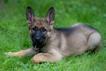 Dog portrait of an eight weeks old German Shepherd puppy laying down with a green grass background. Sable colored, working line breed