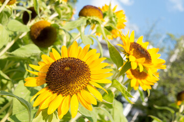 ひまわり　青空と夏の雲