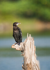 cormorant on a branch