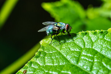 Flies on leaves in the rainy season