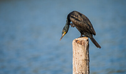 Little Cormorant