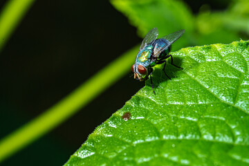 Flies on leaves in the rainy season