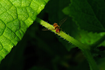 Fruit fly at night, the enemy of sweet fruit.