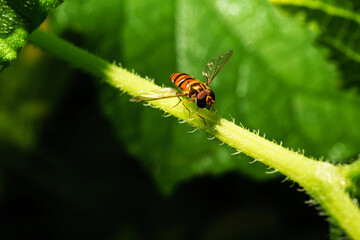 Fruit fly at night, the enemy of sweet fruit.