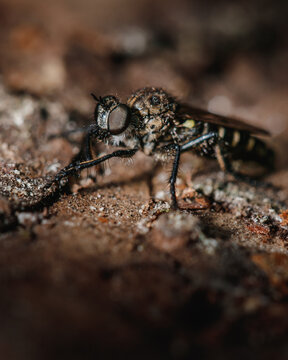 cute insect