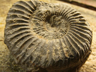 ammonite