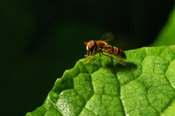 Fruit fly at night, the enemy of sweet fruit.