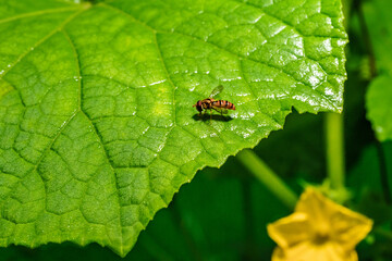 Fruit fly at night, the enemy of sweet fruit.