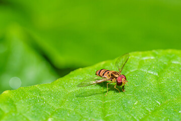 Fruit fly at night, the enemy of sweet fruit.
