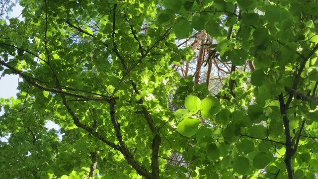 Ein schöner Sommertag, unter einem grünen Blätterdach großer Bäume. Im Kreis drehend, mit Blick nach oben.