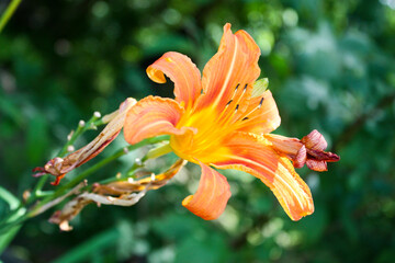 Close up of orange lily