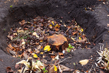 A pit with a stump and fallen autumn leaves in the backyard garden from a sawn garden tree in...
