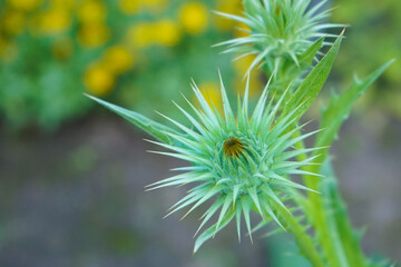 The bud of a cotton thistle flower on a meadow	