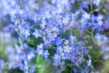Delicate blue forget-me-not flowers