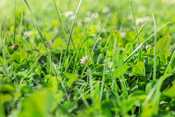 Green grass on large sunny day