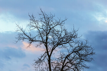 Fototapeta na wymiar Silhouette of leafless tree against blue-purple sky