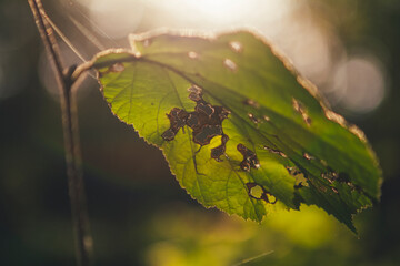 leaf in the sunset