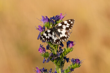The Marbled white butterfly