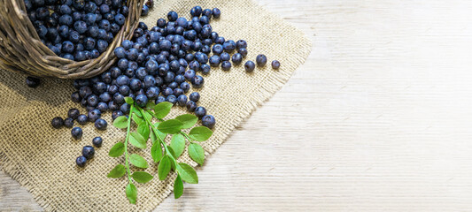 Top view from fresh Vaccinium myrtillus, European blueberry and green leaves in a wooden bowl on jute fabric and wooden table
