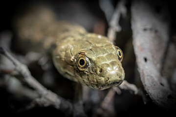 Dice snake - Natrix tessellata