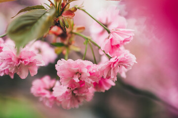 pink plum petals