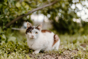 Playful cat hunting in the garden