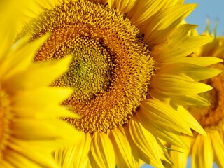 Naklejka premium Sunflowers in Kansas