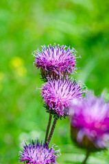 Beautiful Flowers Milk Thistle Close-up, Big Purple Silybum Flowers