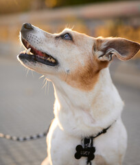 retrato de perro terrier marrón y blanco con luz del atardecer, de perfil