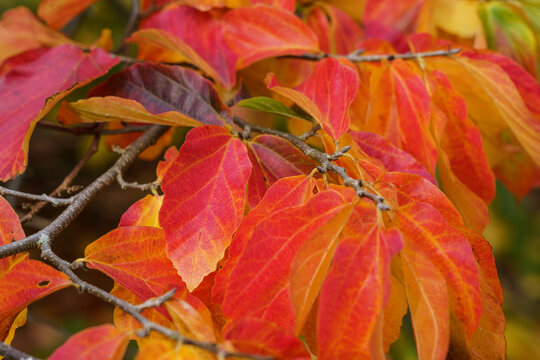 In autumn, the stunning leaves of the Persian ironwood tree turn a vibrant red and orange.