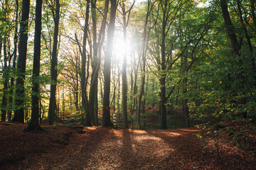 sun rays in the forest söderåsens nationalpark - obrazy, fototapety, plakaty