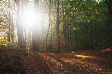 sun rays in the forest söderåsens nationalpark