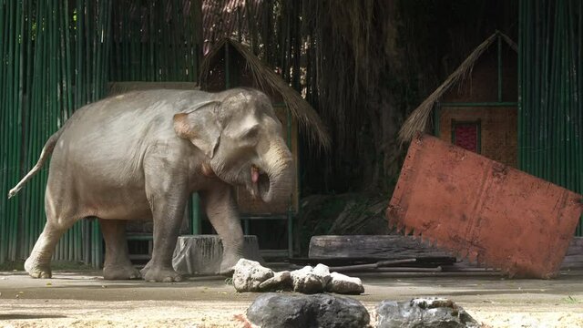 A hungry big gray elephant breaks a house under construction 