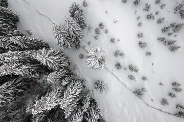 Top down aerial view of snow covered evergreen pine forest after heavy snowfall in winter mountain woods on cold quiet day.