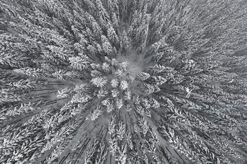 Top down aerial view of snow covered evergreen pine forest after heavy snowfall in winter mountain woods on cold quiet day.