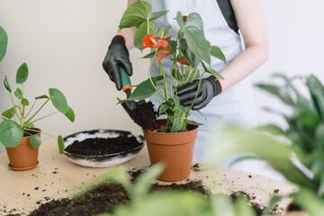 Gardener lady putting fibre soil in plant pot