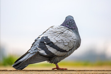 Closeup of gray pigeon bird on a city street.