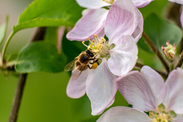 bee on a flower