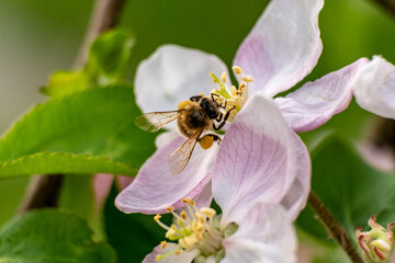 bee on a flower