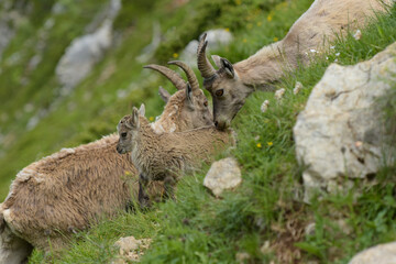 family of ibex in the french moutains of vercors