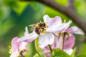 bee on a flower