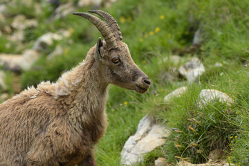 ibex in the french moutains of vercors