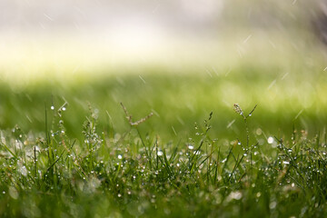 Closeup of rain droplets falling down on green grass in summer.