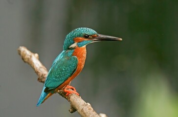 kingfisher on branch