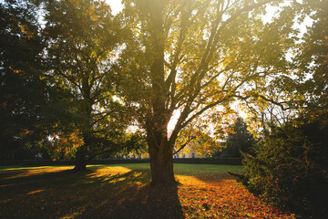 Green and yellow trees in early autumn park.