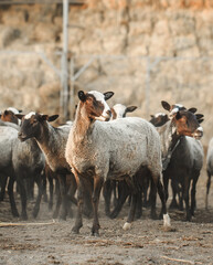 Sheep farm. Group of sheep domestic animals.