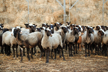 Sheep farm. Group of sheep domestic animals.