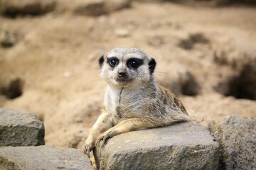 Fototapeta premium meerkat on guard
