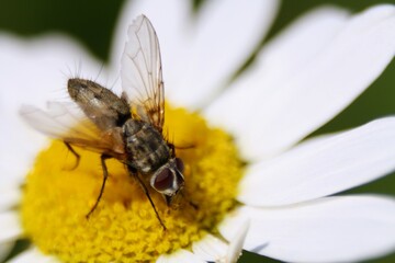 bee on flower