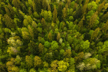 Fototapeta premium Aerial view of dark mixed pine and lush forest with green trees canopies.